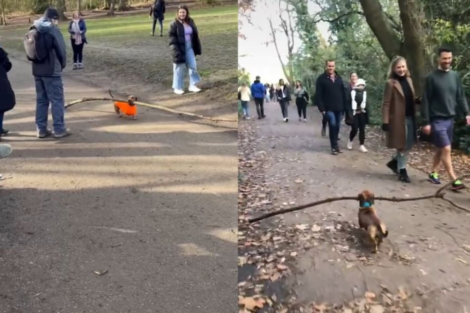 "Big stick energy": mini dog fetches huge sticks and makes amused fans move out of his way