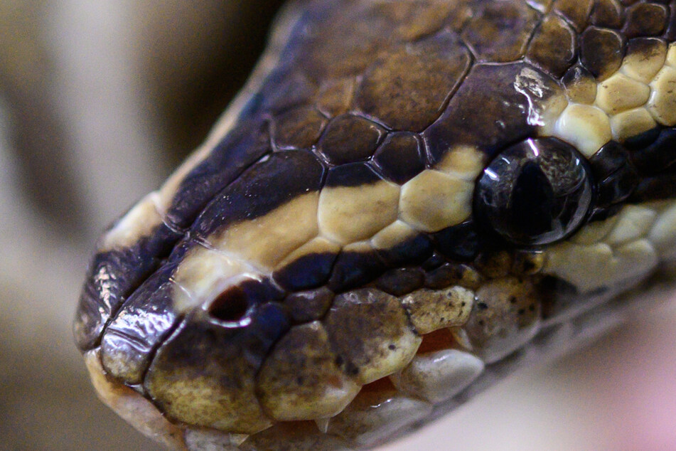 Neun exotische Schlangen ausgesetzt: Alle Tiere erfrieren