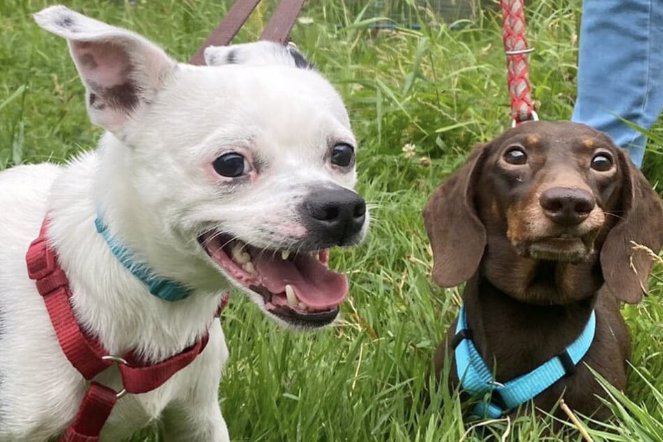 Gemeinsam mit seinem Kumpel Sharan (l.) sucht die Fellnase ein neues Zuhause.