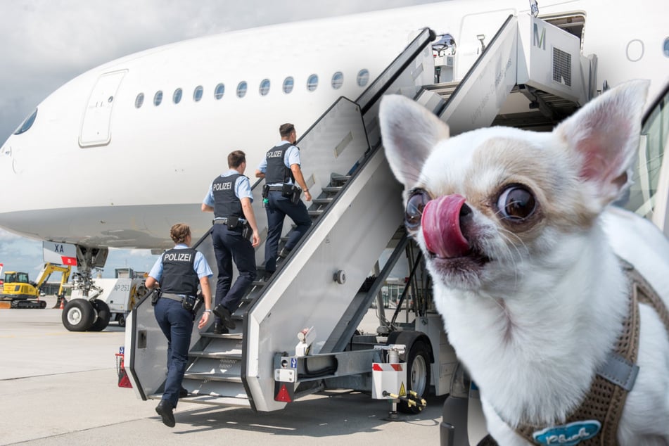 München: Einsatz am Flughafen: Chihuahua ruft Bundespolizei auf den Plan