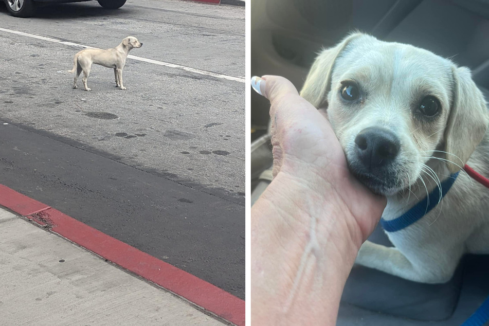 Dog waits days outside hospital for owner to return in heartbreaking rescue