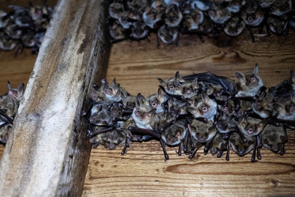 ... im Inneren geht es aber richtig zur Sache! Im Sommer leben unter dem Dach des Gebäudes rund 1300 Fledermäuse.