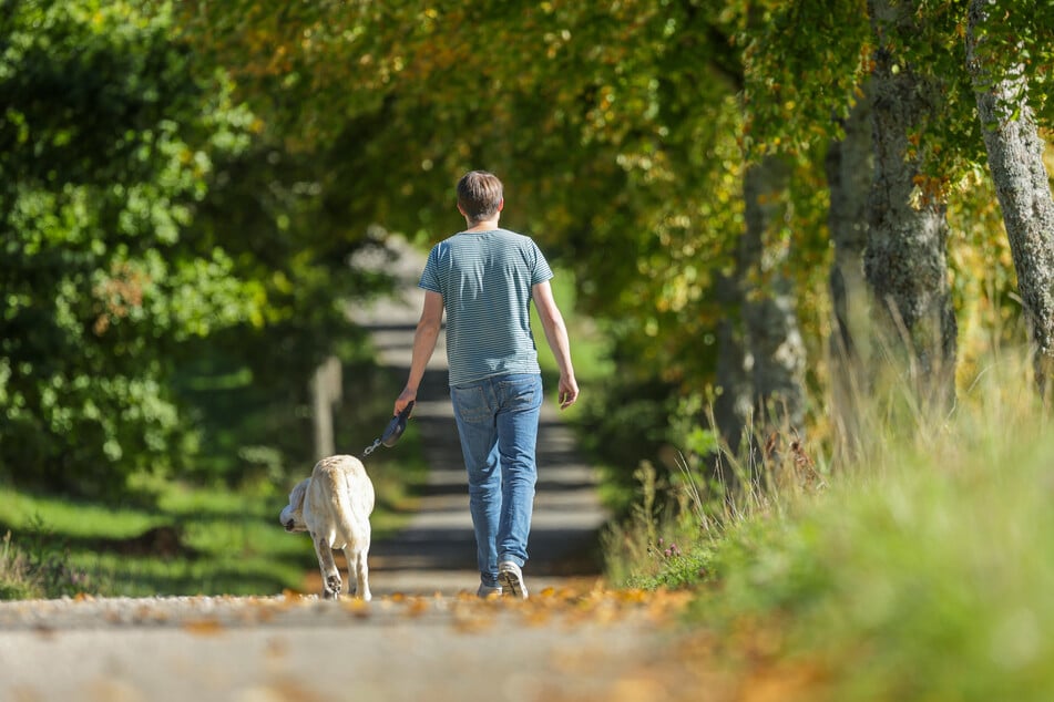 Beim Gassigehen gilt: Für die Haltung bestimmter Hunderassen ist eine spezielle Erlaubnis vom Ordnungsamt erforderlich. (Symbolbild)