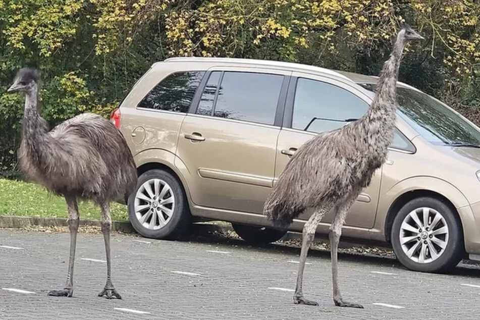 Emus machen Parkplatz unsicher: Menschen verstecken sich in ihren Autos