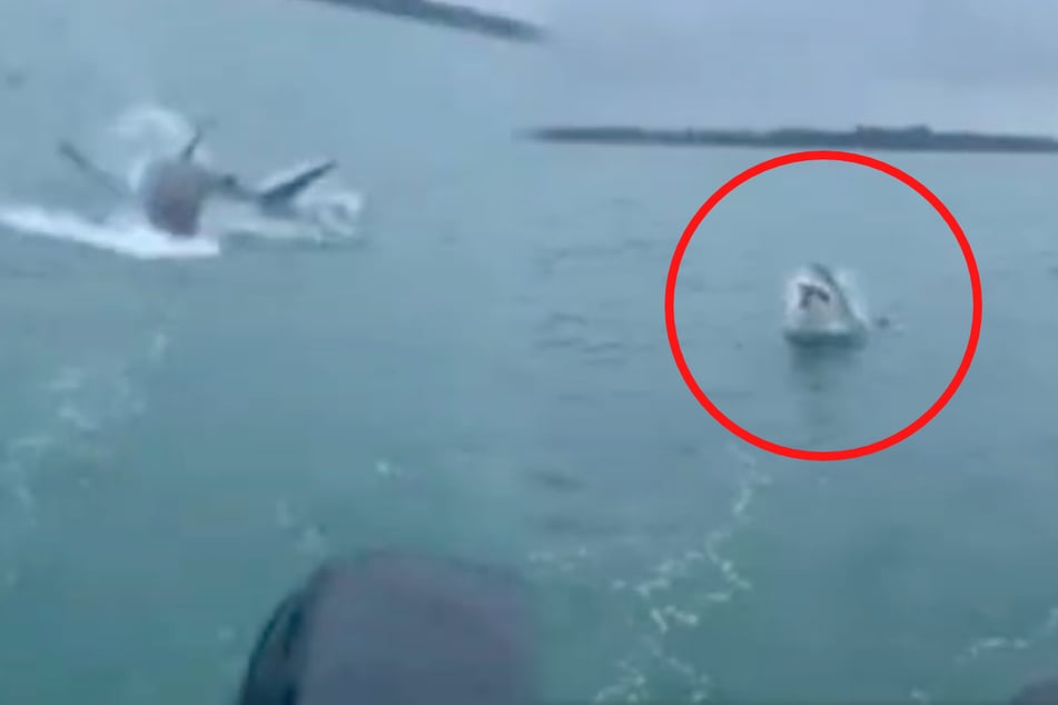 Fisherman makes a Jaws-dropping catch and catches it all on tape!