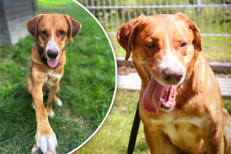 Mischling "Pongo" wünscht sich ein ruhiges Plätzchen bei erfahrenen Haltern.