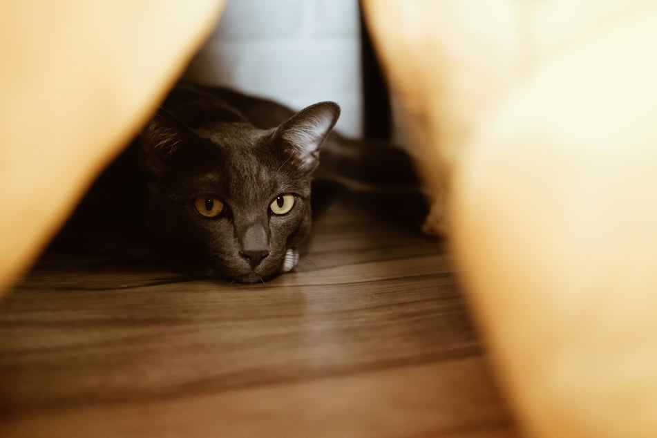 Wenn sich ihr Leben dem Ende zuneigt, ziehen sich Katzen in schwer zugängliche Verstecke zurück.