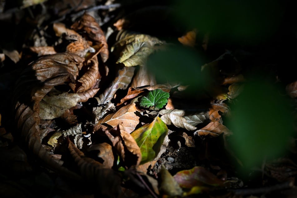 Für den langen Winterschlaf graben sich die Haselmäuse auch im Laub oder in lockerem Waldboden ein. (Symbolfoto)