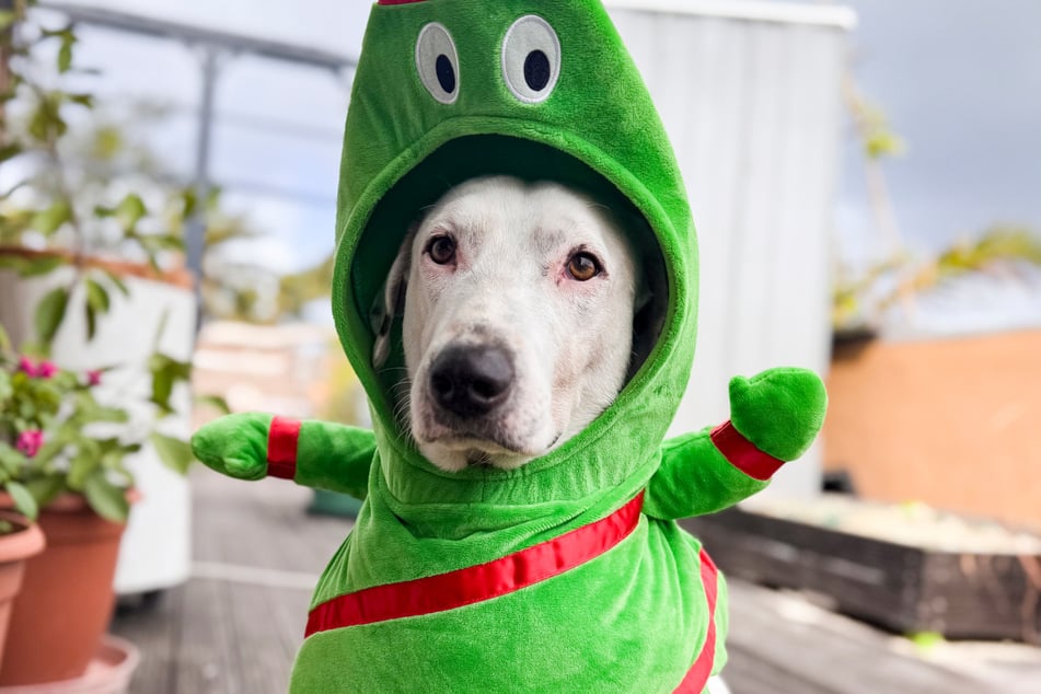 Dieses Outfit trug Hund Ludo nur kurz fürs Foto.