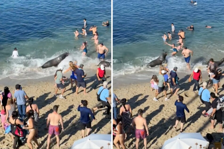 While some people were attempting to exit, the sea lion mom went on the attack.