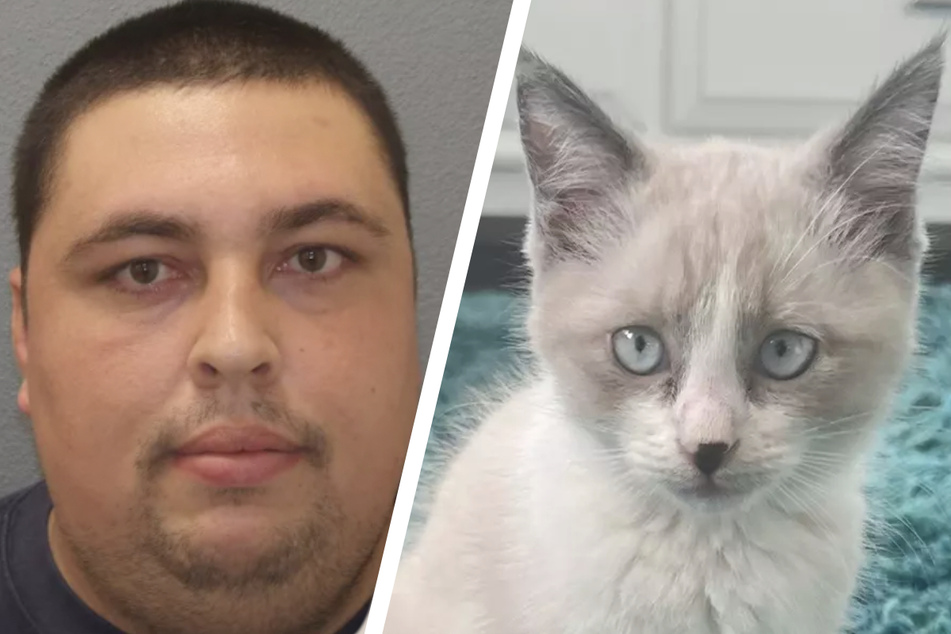 Diego Torres Ruiz (29) ließ zwei Stubentiger aus einem fahrenden Wagen stürzen. Eines der Kätzchen überlebte und wird adoptiert.