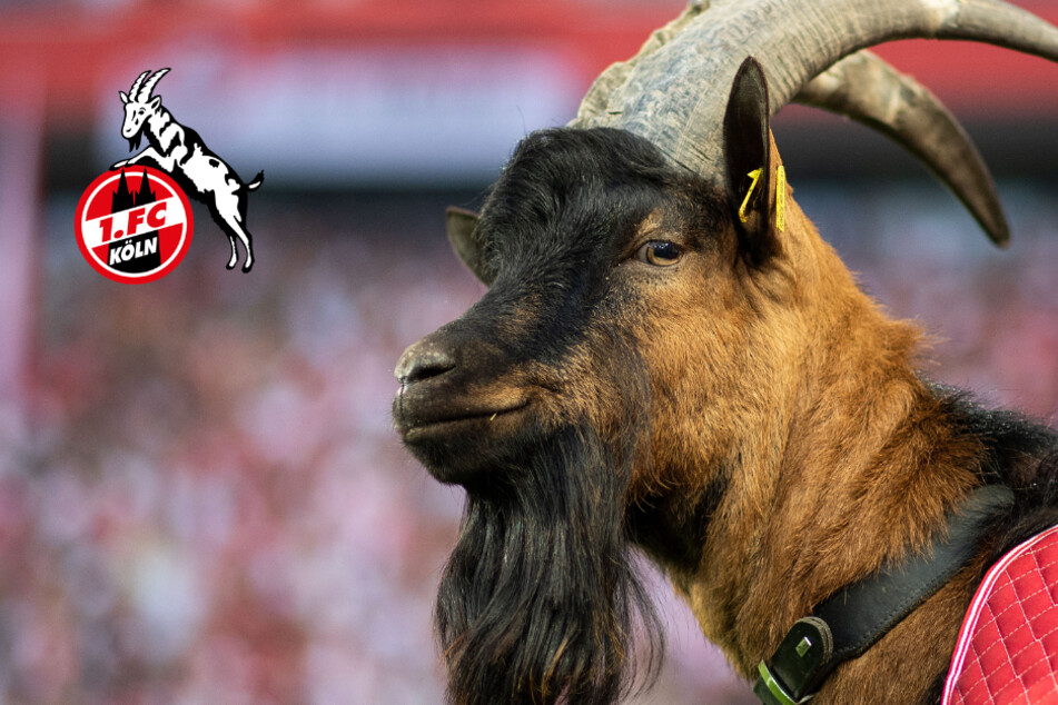 1.FC Köln: Geißbock landet Volltreffer und wird Vater!