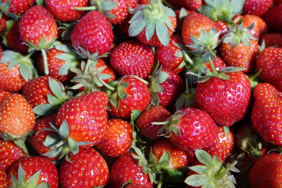 Erdbeeren schmecken am besten gepflückt von Feldern in Magdeburg und der Region. (Symbolbild)