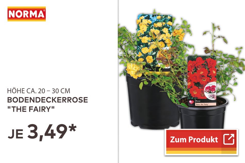 Bodendeckerrose "The Fairy" für 3,49 Euro