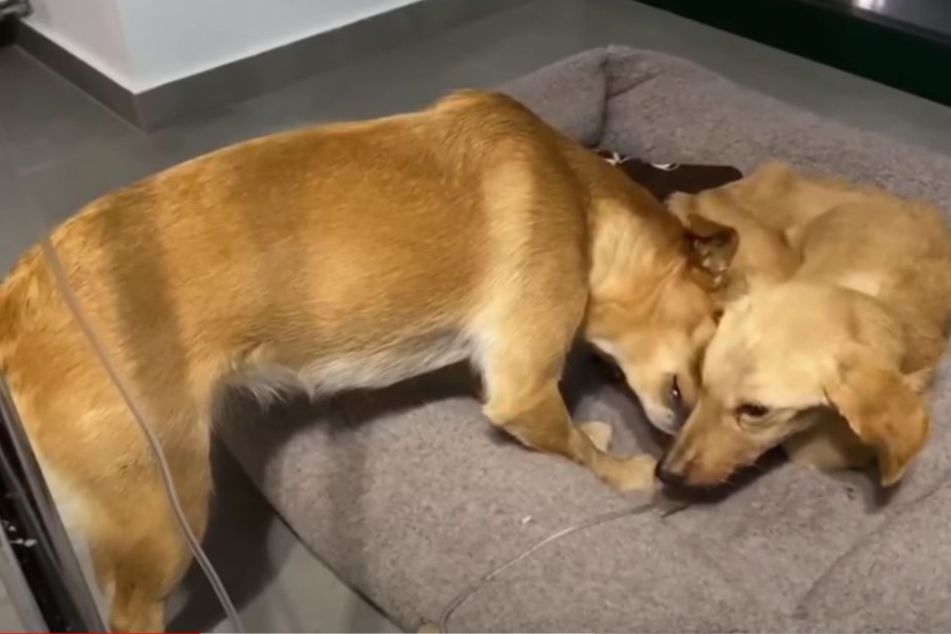Bedrückender Abschied: Hund liegt im Sterben, doch alle sind für ihn da