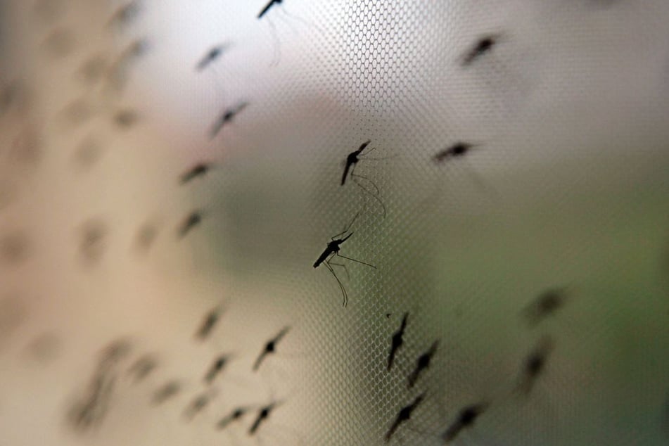 Eine dauerhafte Übertragung von Malaria halten Experten in Baden-Württemberg für unwahrscheinlich. (Symbolfoto)