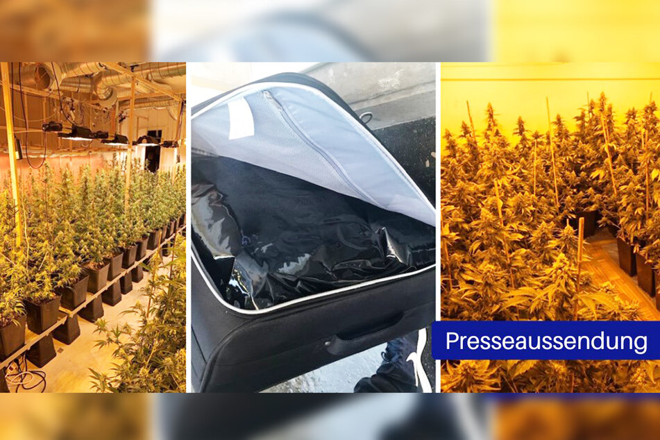 Eine professionelle Plantage mit 456 Gewächsen wurde nun von Polizisten dicht gemacht.