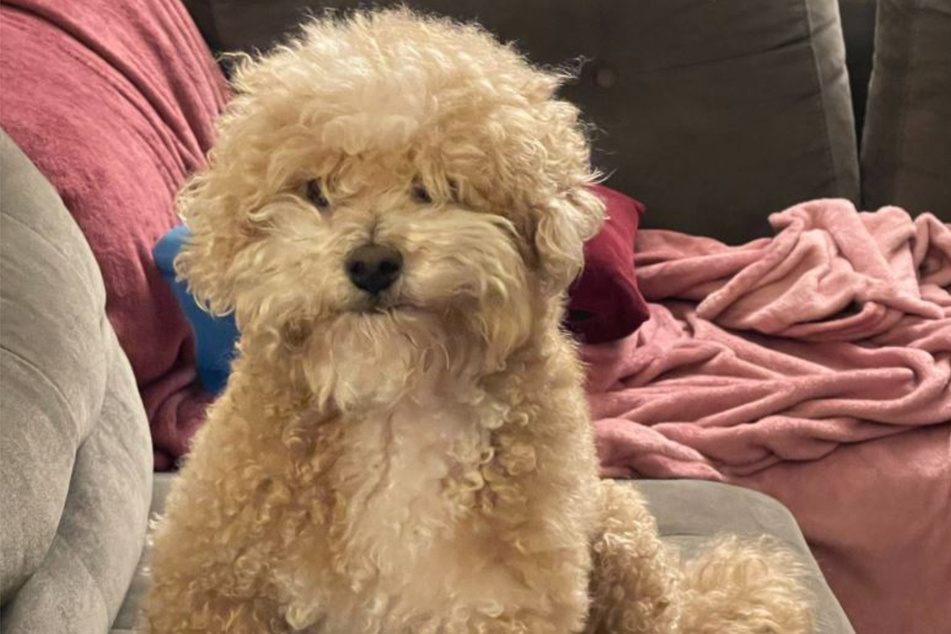 This poor dog got a radical hair cut that made him look hysterical.
