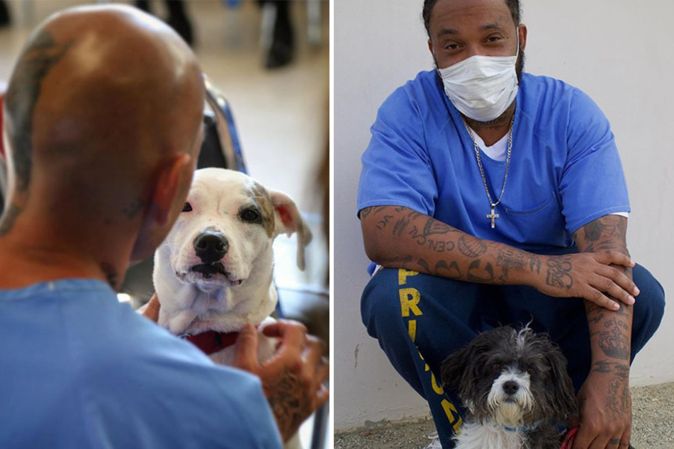 Participants in the Pawsitive Change Prison Program work with the rescue dogs for 14 weeks (collage).