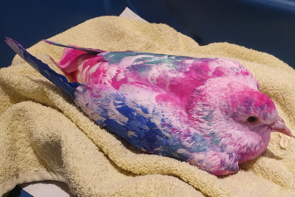 Von einer Spaziergängerin war der Vogel mit dem bunt gefärbten Gefieder vor gut einer Woche entdeckt worden.
