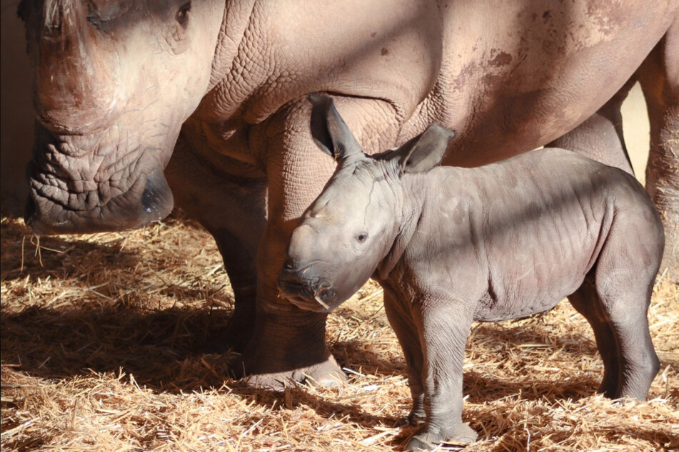 Nashornmama "Marcita" und ihr Neugeborenes.