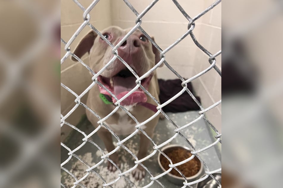 Die Kanawha-Charleston Humane Association suchte via Facebook nach Angehörigen des verstorbenen Herrchens von Hennessy.
