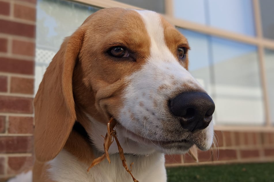 Beagles are wonderful and easy-going dogs.