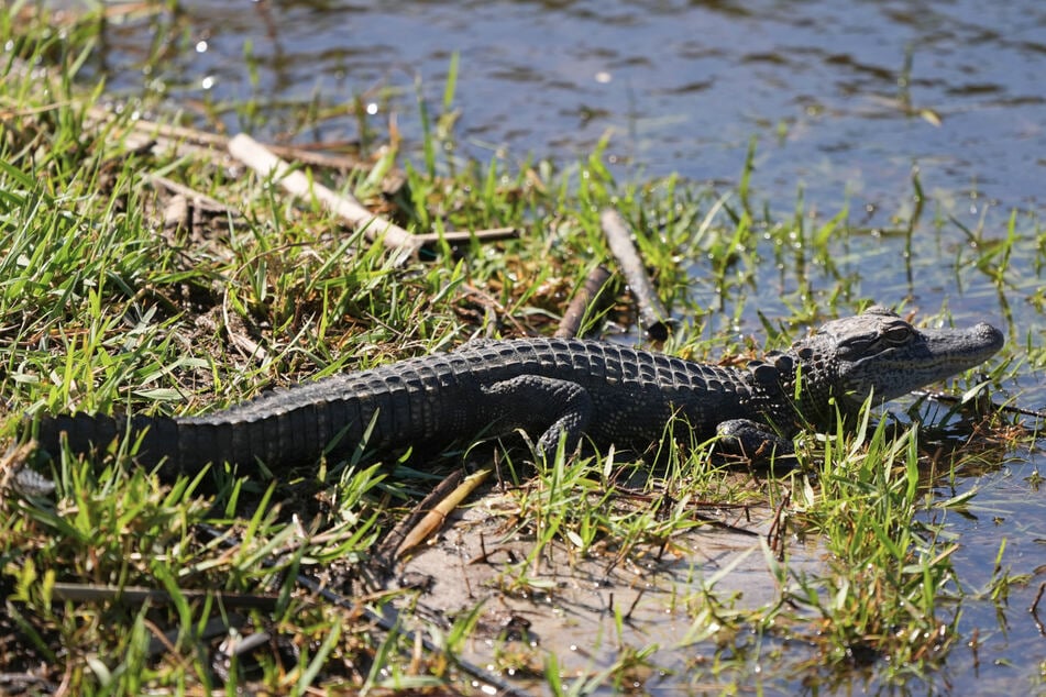 Der junge Alligator soll 80 bis 100 Zentimeter groß sein. (Symbolfoto)