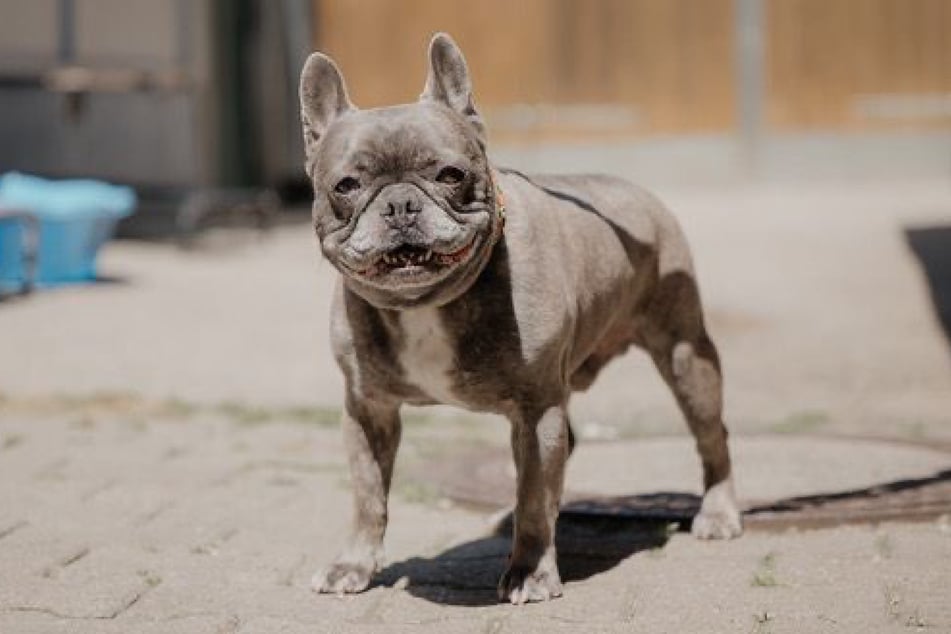 Eddy hofft darauf, möglichst zeitnah ein neues Zuhause zu finden, in dem er noch einmal durchstarten kann.