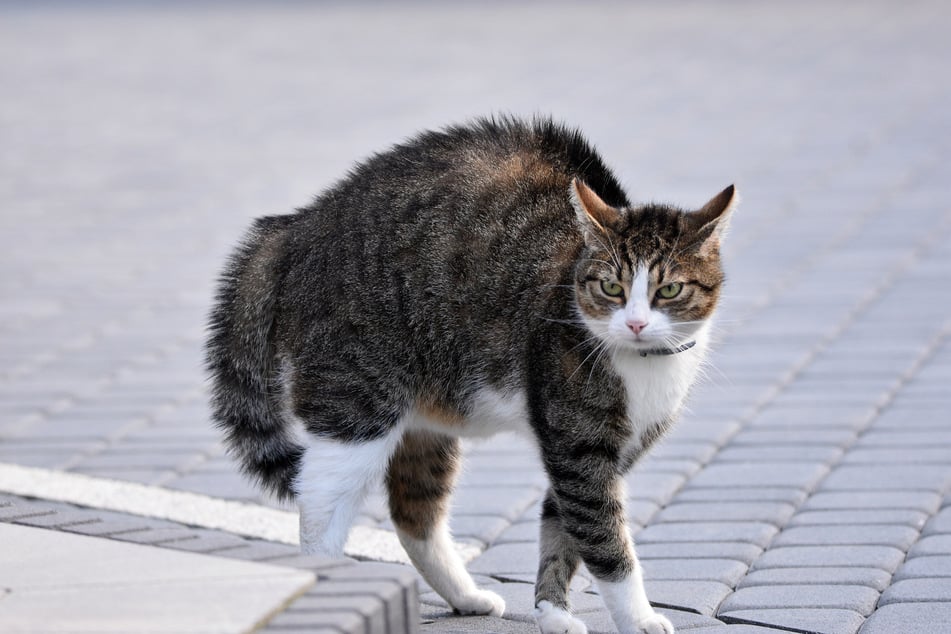 Es kommt häufig vor, dass Katzen einen Buckel machen.