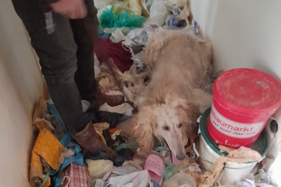 Verängstigt kauerte der Windhund zwischen dem Müll in der Wohnung.