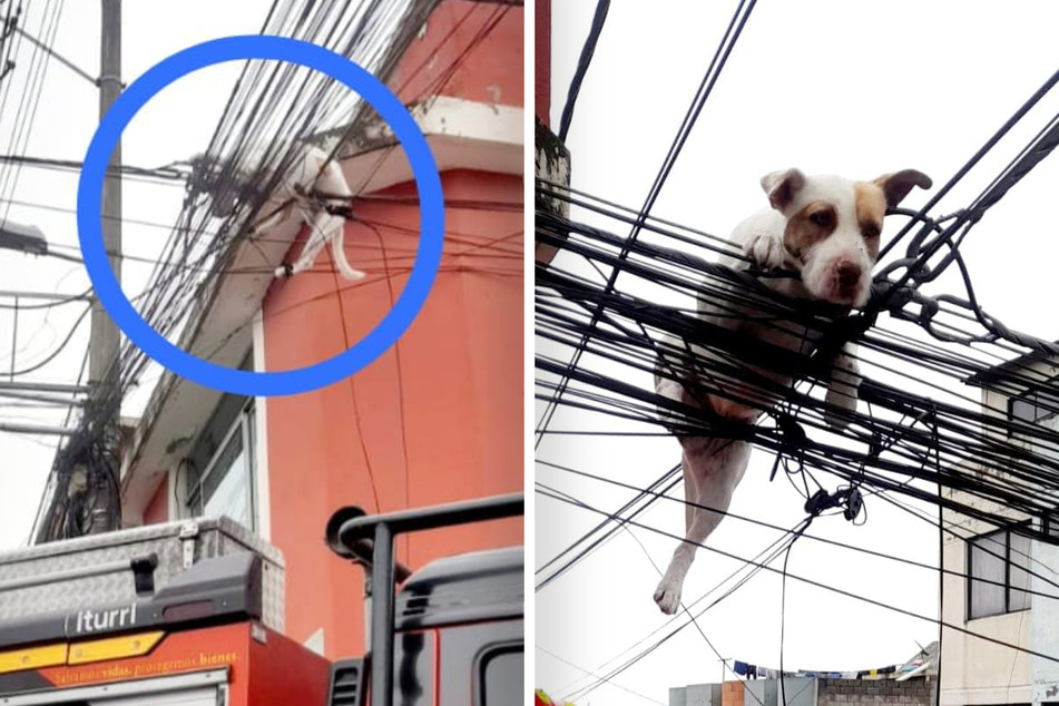 Glück im Unglück hatte dieser Hund in Ecuador, dessen Sturz in die Tiefe von Oberleitungen aufgefangen wurde.