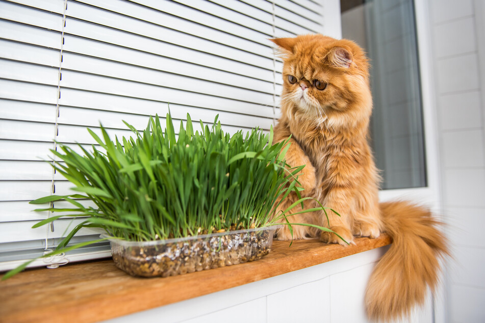 Cat grass can be a great help for a cat that suffers from severe or regular hairballs.