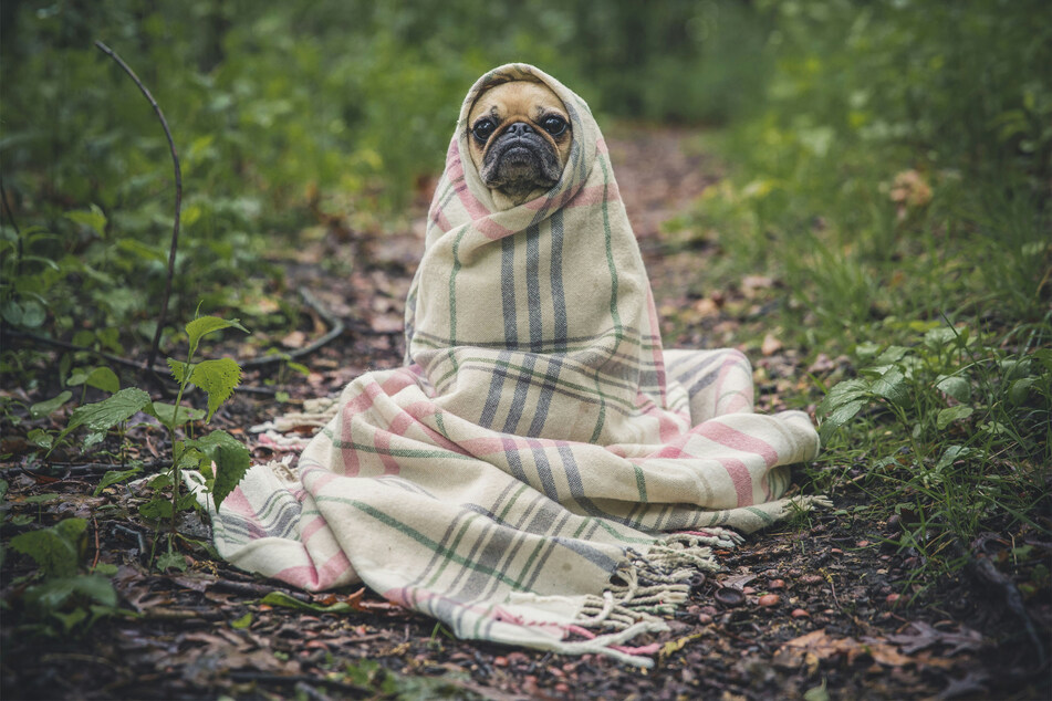 Dogs can be incredibly uncomfortable when they get sick, so be prepared.