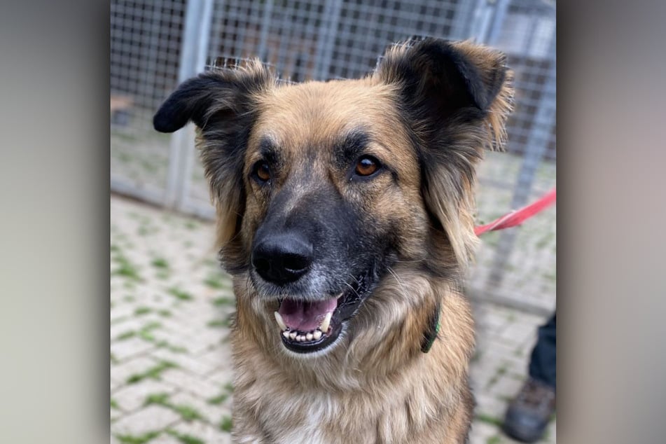 Hund "Digger" lebt seit Juli 2018 im Tierheim Köln-Dellbrück, dabei kommt er ursprünglich aus Spanien.