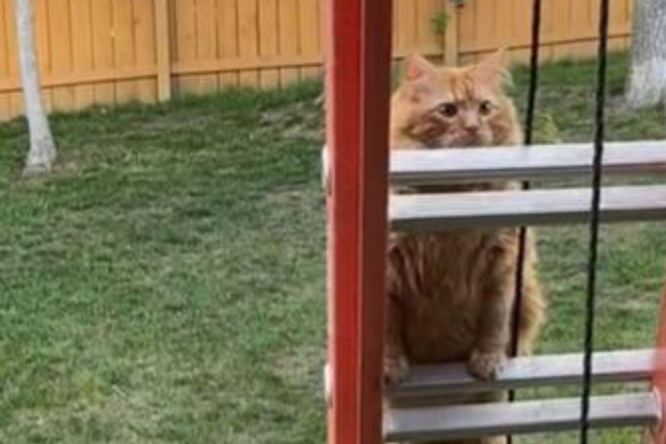 Cat's dramatic fall has millions laughing at epic fail