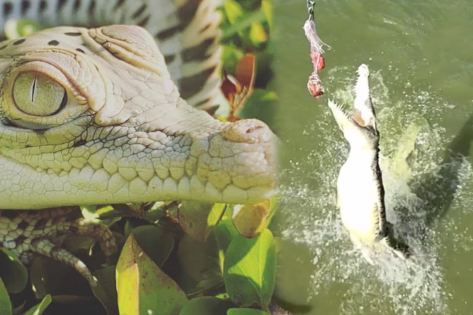 Dutzende Baby-Krokodile sind aus dem Crocodylus-Park in Darwin verschwunden.