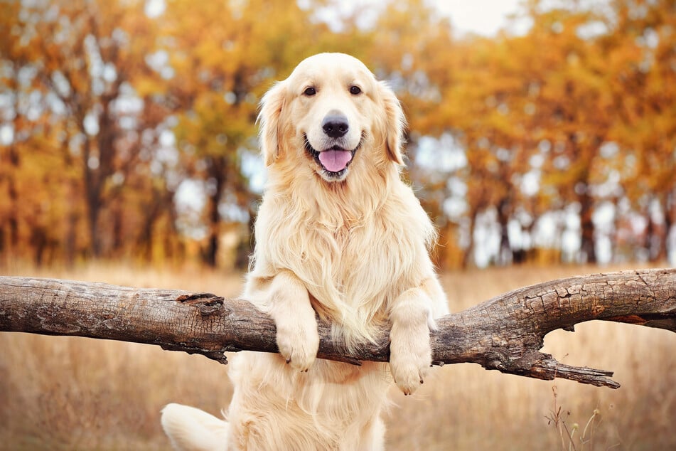 Der Golden Retriever gehört zu den beliebtesten Hunderassen Deutschlands.