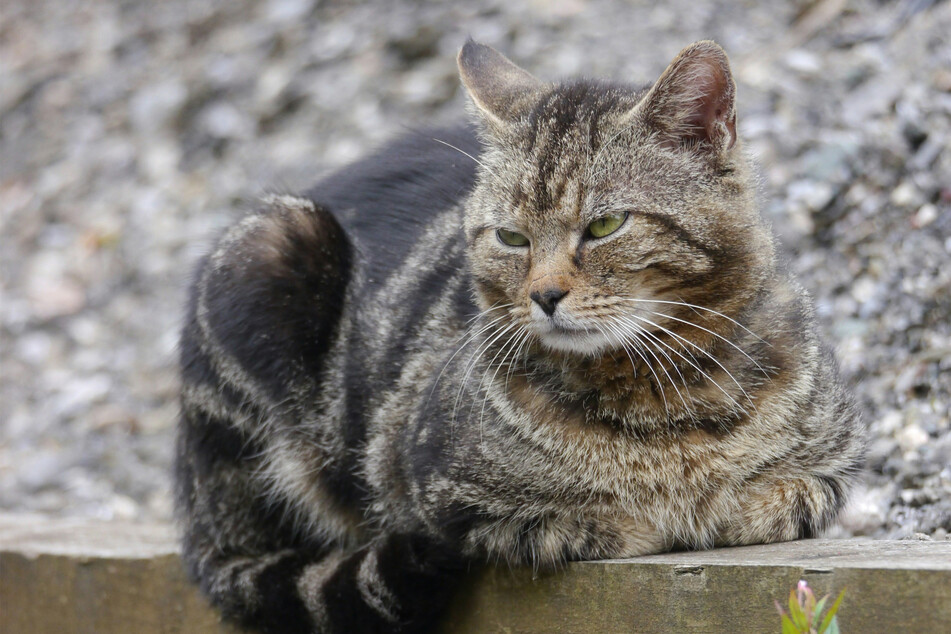 The cat loaf is simply a position in which your cat is comfortable and relaxed.