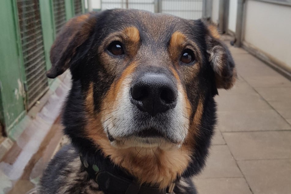 Hund Sammy (13) ist bereits seit mehr als acht Jahren im Tierheim. Nun sucht er noch einmal nach einem neuen Zuhause.