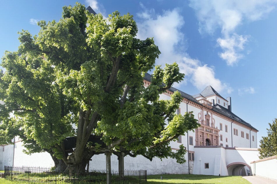 Die Linde vor dem Schloss Augustusburg ist bereits rund 600 Jahre alt.