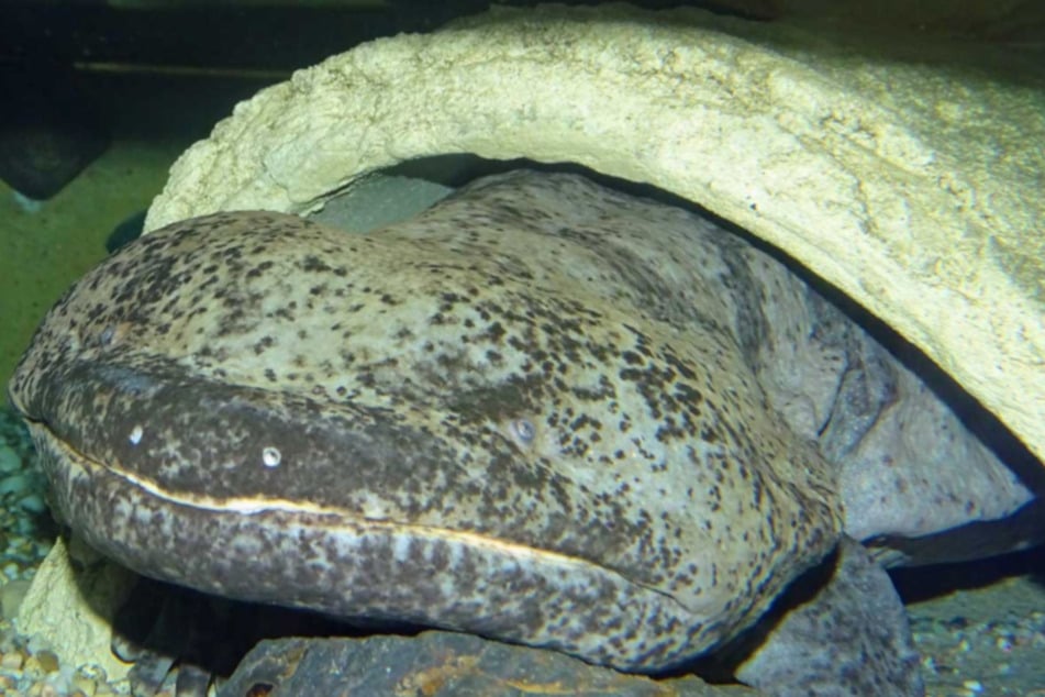 Auch der Chinesische Riesensalamander wurde tot in seiner Anlage entdeckt.