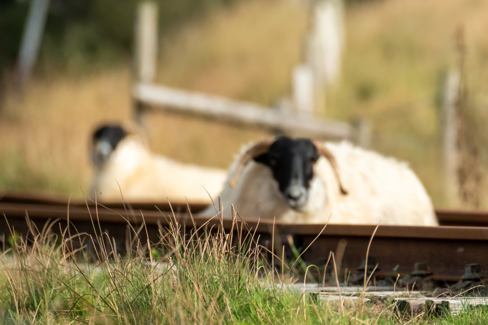 Schaf bricht aus und macht Halt auf Bahngleisen: Polizei schreitet zur Hilfe