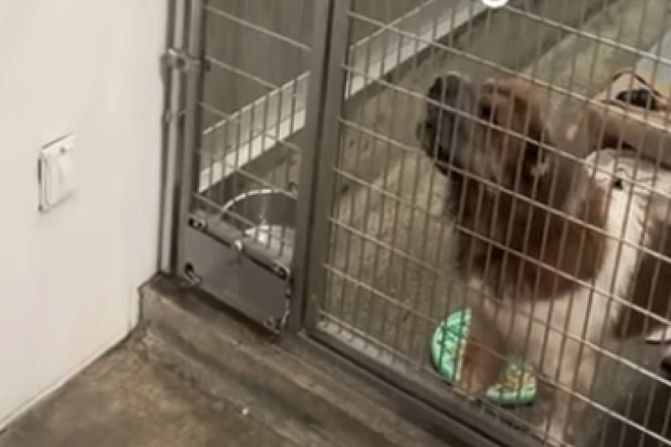 Tierheim-Hündin hat Problem mit Männern: Was sich Pfleger dann einfallen lässt, erwärmt die Herzen