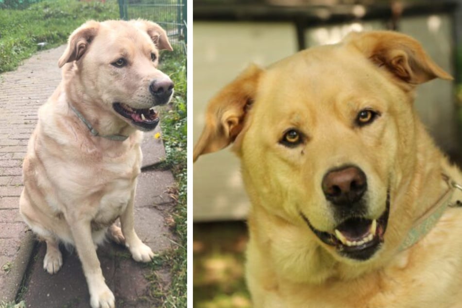 Asko musste bereits zwei Mal ins Tierheim zurückkehren.