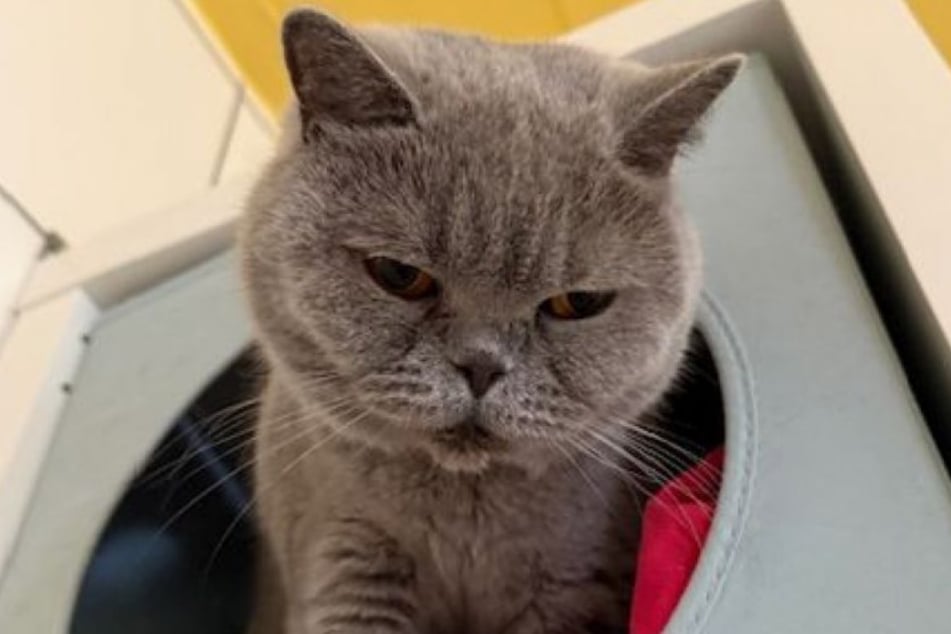 Nala wünscht sich ein Zuhause in Wohnungshaltung, in dem sie als Einzelkatze residieren kann.
