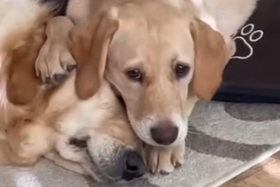 Sieh nicht hin! Oakley hält Golden-Retriever-Dame Freya die Augen zu.