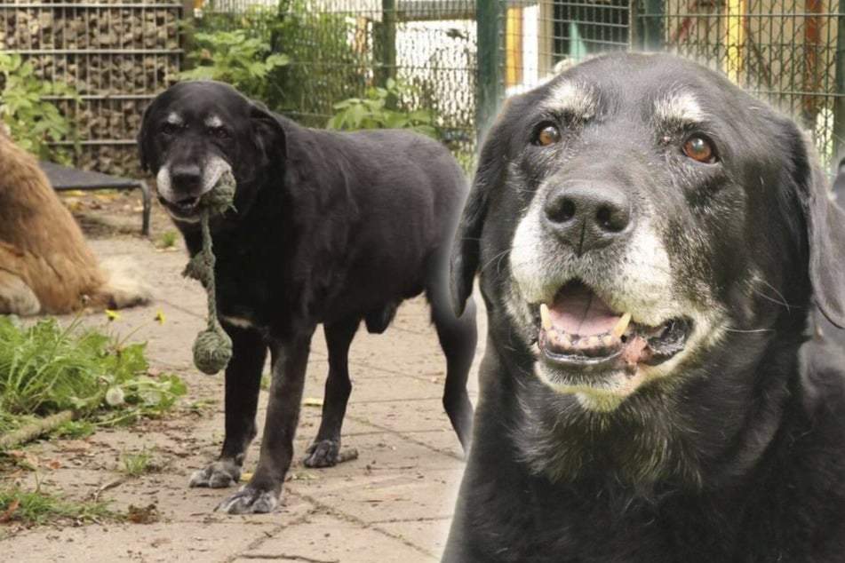 Sein Herrchen konnte sich nicht mehr um ihn kümmern: Labrador Vinn van Gogh wünscht sich einen Neustart