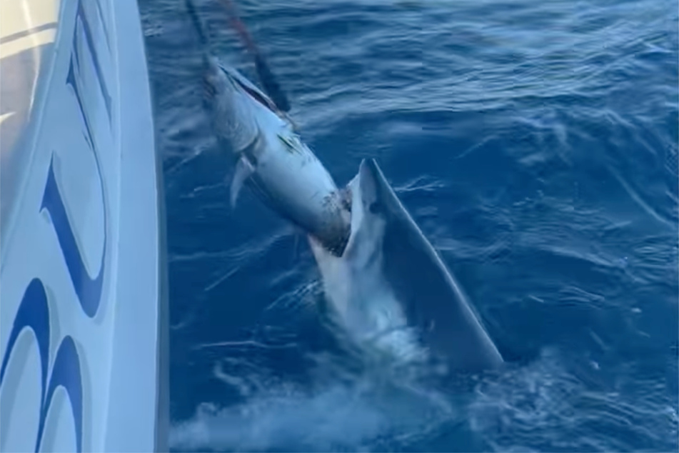 The massive skull of a mako shark – an animal that typically weighs at least 1200 pounds – shot out of the depths of the sea in an attempt to steal the fishermen's tuna catch!