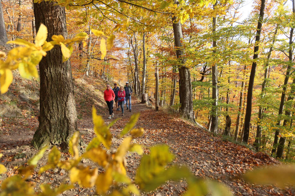 Eine Gruppe Wanderer genießt einen Spaziergang durch den herbstlichen Wald.